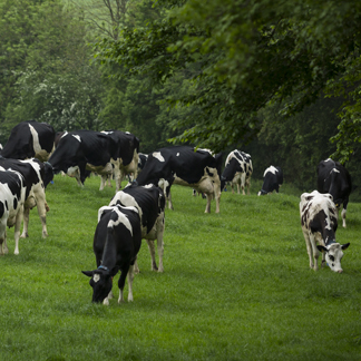 Summer Cows