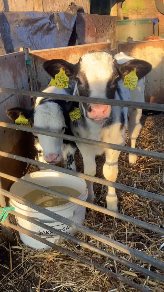 This British blue x Holstein bull calf just looks enormous when compared to the dainty little jersey heifer calf who’s the same age! Both utterly gorgeous 😍