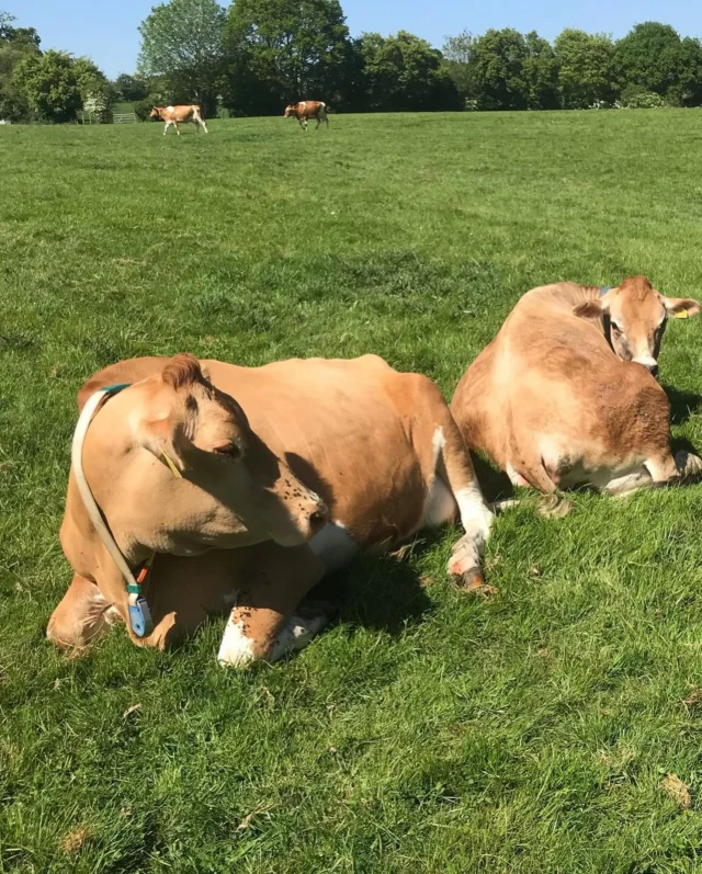 Besties 🧡Minnie & Bex are inseparable having grown up together at the Snowfields Academy farm, which is sadly closing. We were more than happy to have Minnie back home (we bred & sold her to Snowfields) and introduce a token Jersey to our herd of Guernseys. The girls have settled well into their new working life as milking cows, they know their names and seek affection at all times. 🥰