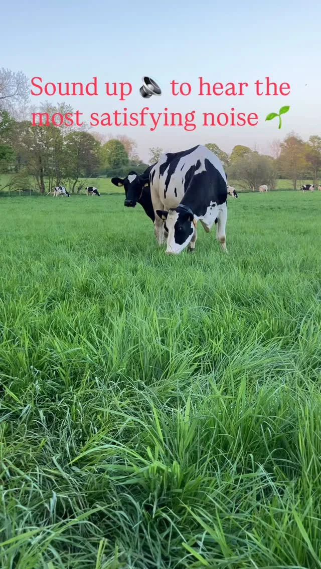 We’ve welcomed the rain and wait patiently for the grass to look like this again soon 🙏🏻🤞🏼🍀🌱