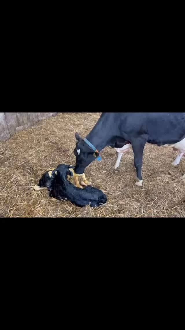 Big thank you to George from Badgers Oak vets for delivering  this set of twins this afternoon, the first one of which was presented backwards with only a tail that we could get our hands on… not straightforward but very pleased that mum and both calves are doing well.