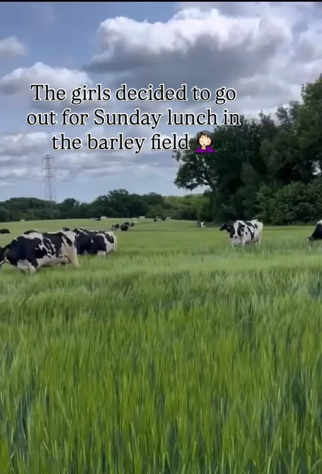 The girls decided to go out for Sunday lunch in the barley…