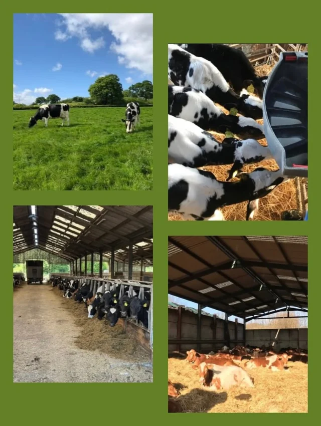 🐮Herdsperson Job vacancy 🐮
Immediate start for an experienced herdsperson to milk and help manage 250 all year round calving Holsteins and Guernsey cows in Benenden, Kent.

The cows are grazing in summer and loose housed on straw in winter. A further 200+ Youngstock are housed at 2nd farm,  3 miles away. 

The role involves milking cows, feeding young stock as part of a team. Skills in identifying bulling cows and identifying & treating illnesses are essential. 

The right person needs to have good communication, attention to detail, accurate record keeping and operate at a high standard of hygiene and cow care. 

Additional competency tractor driving, using a Keenan feed wagon and a Tele handler would be preferable. 

Comfortable mobile home with garden area available if needed. 

Hinxden Farm Dairy pasteurises, processes and  delivers milk and other dairy products across the South East- all of which is available for free home use. Check out the website for more information
www.hinxdenfarmdairy.co.uk 

Salary depends on experience- minimum 1 year in similar role. 

Please email your CV to dee.manford@live.co.uk