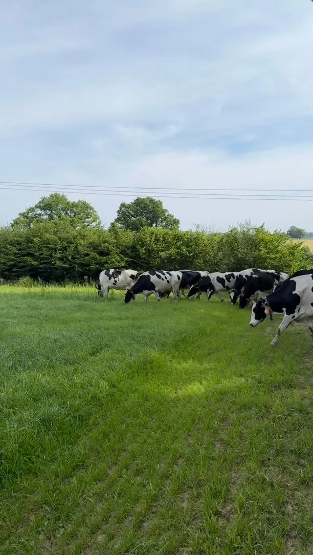 Throwback Thursday… to a month ago when we had some fresh green grass for the girls… ��