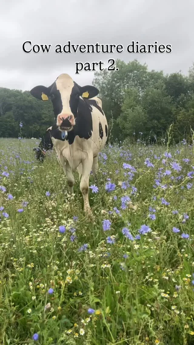 Rule number 1. Always check the gates… the girls will keep roaming until they find the boundary. On this occasion said boundary was open, so they ventured up up and away, through a grass paddock, through the barley and beyond, to this mixed herbal ley.