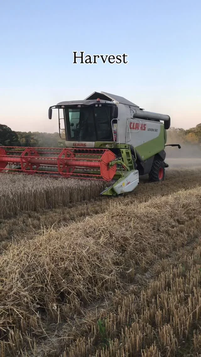 Harvest- The cereal crops are being harvested. The grain goes to the granary and straw is being baled and taken home to be stored ready for the cows winter bedding.